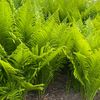 foxgreen29