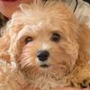 cuddles_the_pup
