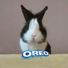 oreo.bunny6