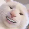 notificataon