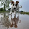 amori_mini_dog