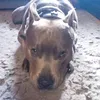 hugobluepitty