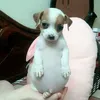 junior_cnstz