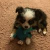 novatheminiaussie