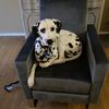 remy.the.dalmatian