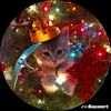dumass.com