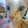 antmeomeo