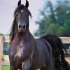 khaledkhaed1