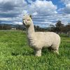 precision_alpaca