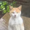 hthaitoann