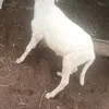 malangkuabi