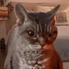 giaheo68