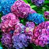 hydrangea222222