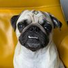 chuckleebruce