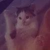 hoxkdse