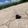 th_jorge_052
