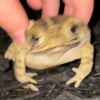 iwhipandinaenae