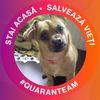 cameliaberceanu68gmail.c