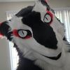 animal16365
