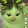 leonor.montaez.he