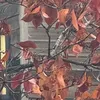 anta_444