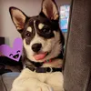 curious_mochi