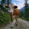 dewolfamber
