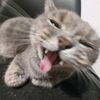 teosrbb