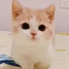 lotcanda