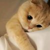 nrl_frdah