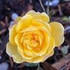 lesleytaylor961