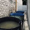 dfarmcatfish
