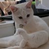 kinga_nemeth_q
