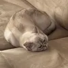 sneekz_