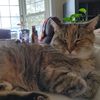 purroge