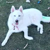 bella_ahuskyy