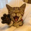 きこりのおうち