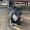 chevybully