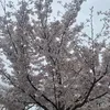 miaito7