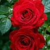 user05855295