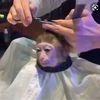 monkeywitdafreshcut