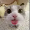 tuỳ?