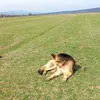 iri_blaga0
