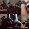 puglife1617