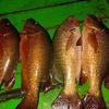 PEMBURU IKAN SARDEN
