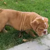 bulldognation13