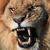 godlion555