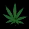 javier_mc_weed_24.7