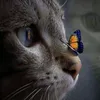 ilyyacoubi