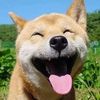 Ourpetclub